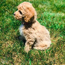 Goldendoodle Puppies from Coal Country Doodles