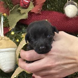 Baby Bell - Black female Labrador Retriever puppy in Kinta, Oklahoma from Beaver Creek Kennels