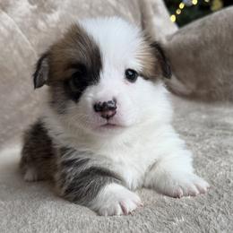 Turkey - Red male Pembroke Welsh Corgi puppy in Colbert, Washington from Siclair Crowns Corgis