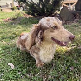 Duke - Dachshund