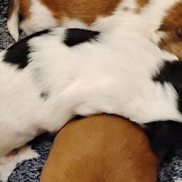Girl 1 - female Shih Tzu puppy in Ruffs Dale, Pennsylvania from RAM Shih Tzus Rolling Hills of PA