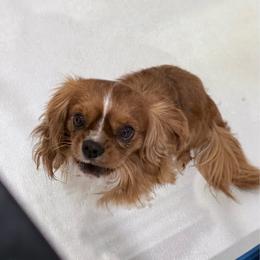 Joey is - Ruby male Cavalier King Charles Spaniel puppy in Nevada, Missouri from Backroad Fur Babies