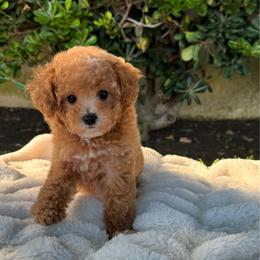 Wasabi - Apricot female Poodle puppy in Los Angeles, California from Exquisite Doodles