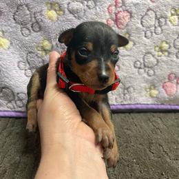 Cosmo - Black and tan male Miniature Pinscher puppy in Lancaster, Missouri from White Stone Ranch
