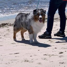 Australian Shepherds from Rocky Mountain Australian Shepherds