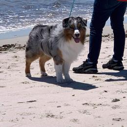 Australian Shepherds from Rocky Mountain Australian Shepherds