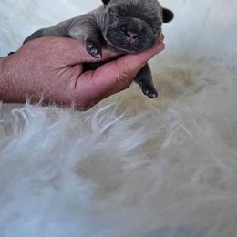 French Bulldog Puppies from True Joy French Bulldogs