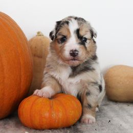 Australian Shepherd Puppies from Forte Australian Shepherds & Co.
