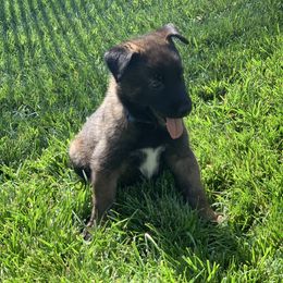 Belgian Malinois Puppies from Tehachapi Malinois