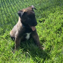 Belgian Malinois Puppies from Tehachapi Malinois