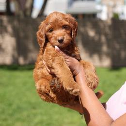 Brown Legacy - Red  female Goldendoodle puppy in Chicago, Illinois from Dos&CoKennels