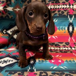 Elsie - Chocolate and tan female Dachshund puppy in Cumberland, Wisconsin from Homestead Doxies & Shepherds LLC
