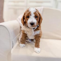 Ray - Red  male Goldendoodle puppy in Sulphur, Louisiana from Curly Q’s Of Carlyss