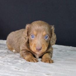 AKC Eclipse - Fawn (isabella) and tan male Dachshund puppy in Christiansburg, Virginia from Little Legs Luxury Dachshunds LLC