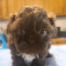 Boy 3 - Chocolate male Shih Tzu puppy in Belleville, Michigan from Patricia's Heavenly Earth Angels