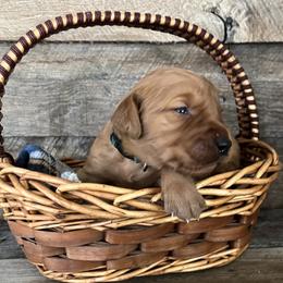 Girl 1 - female Golden Retriever puppy in Mesick, Michigan from Wright Up North