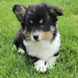 Pembroke Welsh Corgis from Cooper’s Corgis