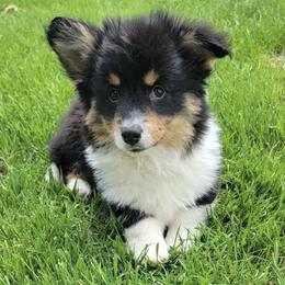 Pembroke Welsh Corgis from Cooper’s Corgis
