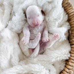 Lennon - Parti female Goldendoodle puppy in Schulenbrug, Texas from Wright Doodles & Poodles