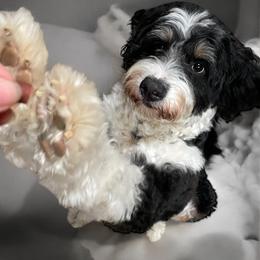 Gator - Bernedoodle