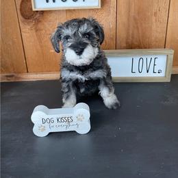 Miniature Schnauzer Puppies from Sue’s Miniature Schnauzers