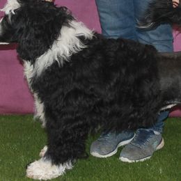 Ginger - Portuguese Water Dog