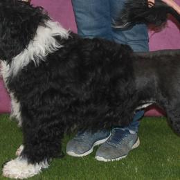 Ginger - Portuguese Water Dog