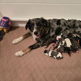 Boy 2 - Merle male Bernedoodle puppy in Summerville, South Carolina from Channys Doodles