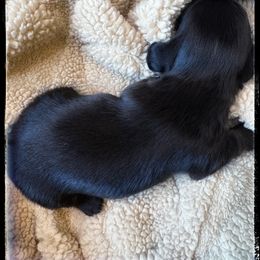 Storm (3500) - Black and tan female Dachshund puppy in Albany, Wisconsin from Deglow’s Doxies
