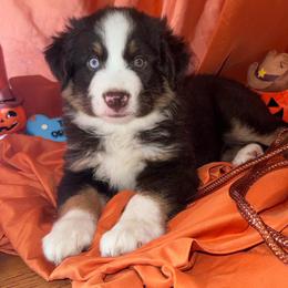 Rusty - Red tri male Miniature Australian Shepherd puppy in Granbury, Texas from Jubilee Acres