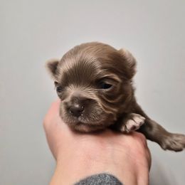 Zelda - Silver female Chihuahua puppy in Silver Summit, Utah from Snow Peak Kennel