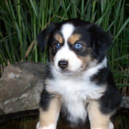 Ryder - Black tri male Miniature American Shepherd puppy in Atwood, Illinois from Buck-Run Puppies