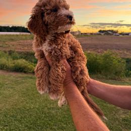 Banks - Red  male Goldendoodle puppy in Farmville, North Carolina from The Farmers Doodle