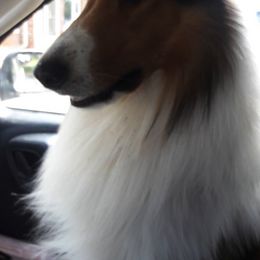 Collies from Magnificent Collies