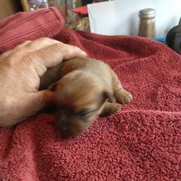Boy 1 - Red male Australian Terrier puppy in Bedford, Pennsylvania from Heit Farm