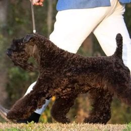 Kerry Blue Terriers and Lakeland Terriers from Kerifield Blue Terriers