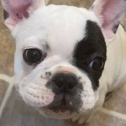 French Bulldogs from Bridgett’s Country K-9’s