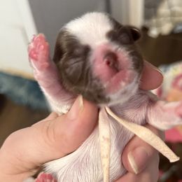Lt pink - Liver and white female Shih Tzu puppy in Berkeley Springs, West Virginia from Sandridge Shih Tzus