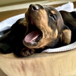 Dachshund Puppies from Little Legs Miniature Dachshunds