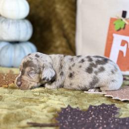 Autumn - Dapple female Dachshund puppy in Purdy, Missouri from Shotgun Pups