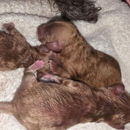 Girl 2 - Brown female Poodle puppy in Lawton, Oklahoma from My Precious Toy Poodles