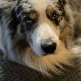 Omaha - Australian Shepherd
