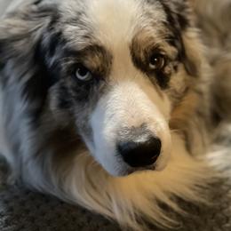 Omaha - Australian Shepherd