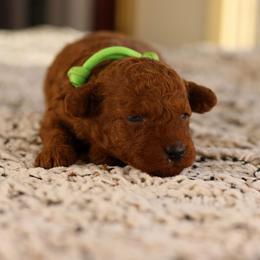 Light green - Red  male Poodle puppy in Pottersville, Missouri from Christina Miller's Poodles