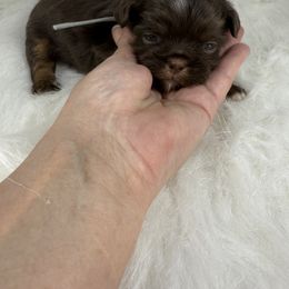 Shih Tzu Puppies from Lisa Bandy Shih Tzu