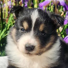 Miniature Australian Shepherds and Toy Australian Shepherds from Ashby Lou Aussies