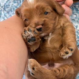 Archie - Red male Cockapoo puppy in Pledger, Texas from Sugarbear Cockapoos
