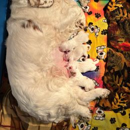 Clumber Spaniel Puppies from Briton Clumber Spaniels