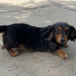 Daphne - Dachshund