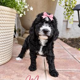 Moon - Black female Goldendoodle puppy in Orangevale, California from Ugly Dad Doodles